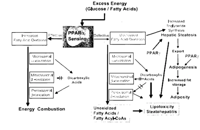 Figure 8.  Interactions  entre  les  systèmes oxydatifs et PPARa dans  le  métabolisme énergétique  du  foie