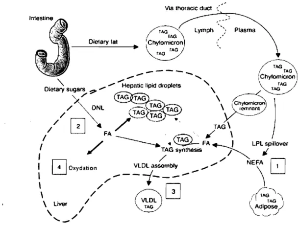 Figure  1.1  - Voies  d'accumulation et d'élimination des  lipides hépatiques.  (1)  Une aug- aug-mentation des  AGNE circulants  issus de  la lipolyse  adipocytaire et du  spillover des   li-poprotéines en circulation par l'action de la LPL résulte en une