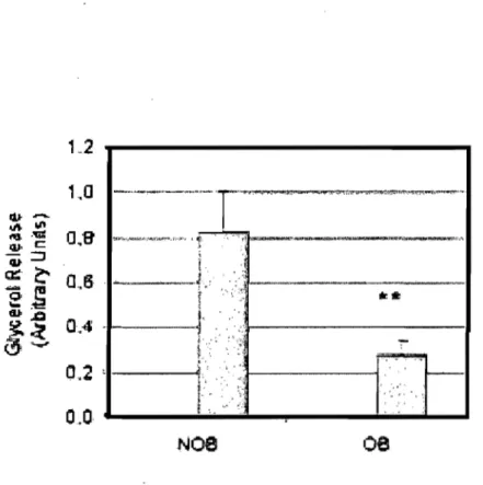 Figure  1.7  Lipolyse stimulée mesurée par la relâche de glycérol (unités arbitraires) par  des adipocytes isolés du tissu viscéral chez des sujets obèses  (OB)  et non obèses  (NOB)