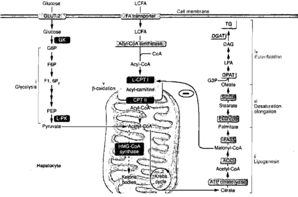 Figure  l.ll  - Voie  de  la  lipogenèse  de  novo.  GK  :  glucokinase;  F6P,  fructose  6-