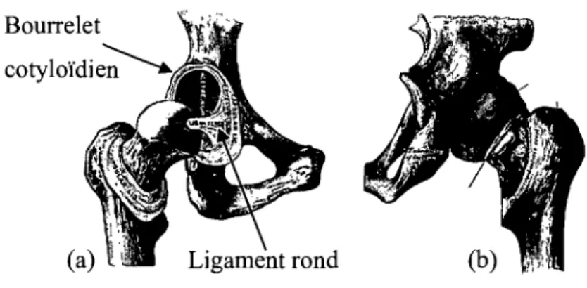 Figure  5: le ligament rond et le bourrelet cotyloïdien (a).  Capsule articulaire de 
