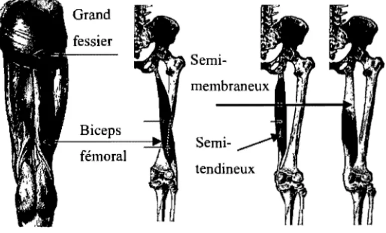 Figure 8:  Les muscles extenseurs de la hanche. Figure tirée de: www.netterimages.com