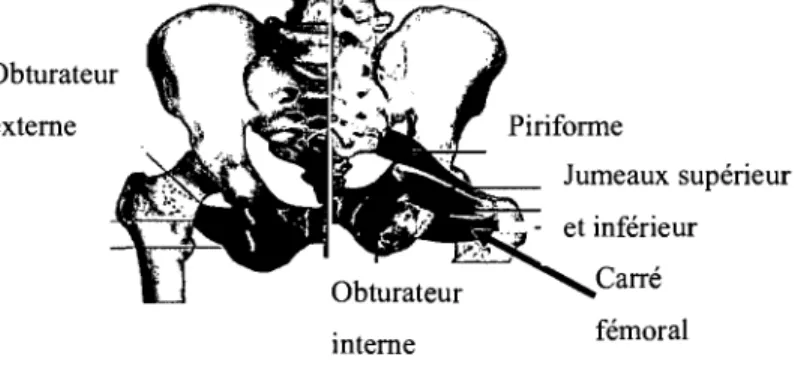 Figure  12:  Muscles rotateurs externes de  la hanche.  Figure tirée de: 