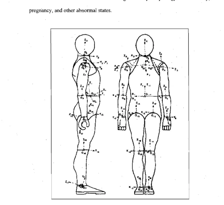 Figure  2.1.  Lateral  and  frontal  Vlews  of  17 -segment  of  geometrical  model  (Adapted from Hatze,  1980)