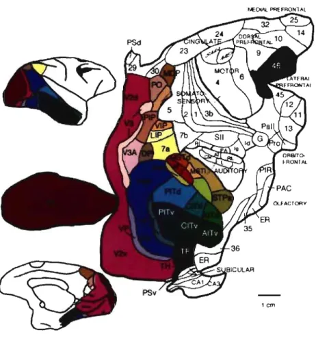 FIGURE 2 RÉGIONS CORTICALES VISUELLES CHEZ LE  MACAQUE 