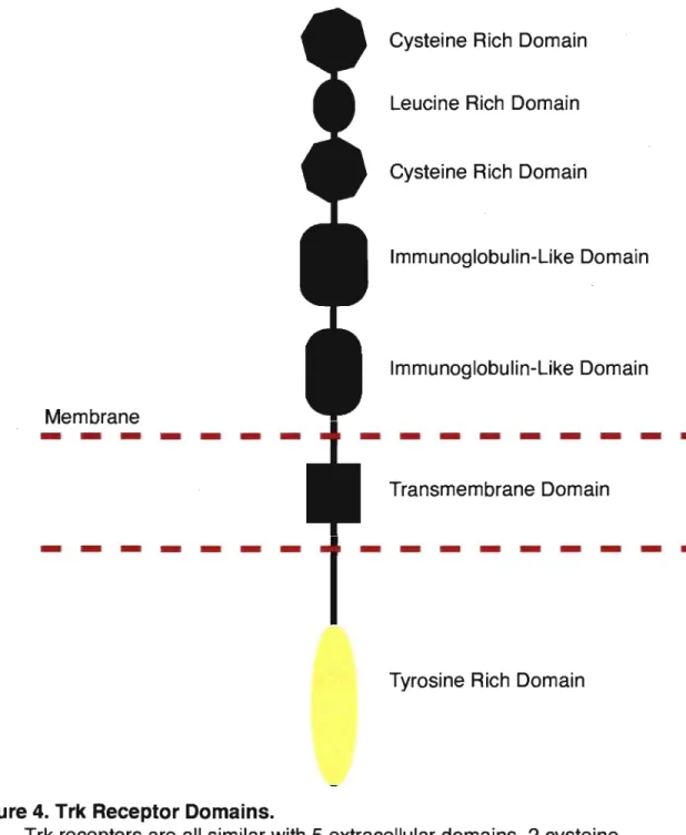 Figure 4.  Trk Receptor Domains. 