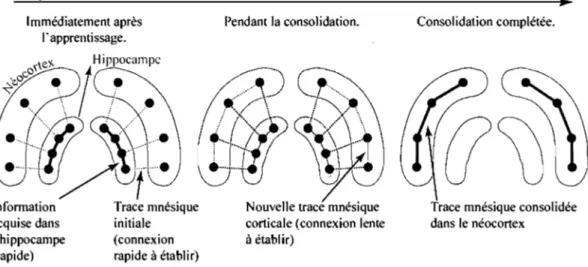 Figure 2.  Théorie  classique  de  la  consolidation  de  la  mémoire  dans  le  néocortex
