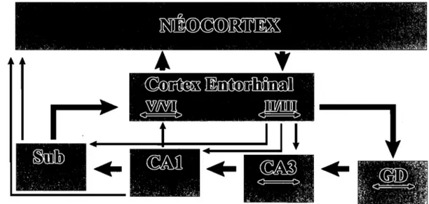 Figure 6.  Connexions sérielles et parallèles dans l'hippocampe. 