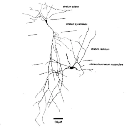 Figure 7.  Distribution  dendritique  et  axonale  d'un  interneurone  de  la  couche  lacunosum moleculare