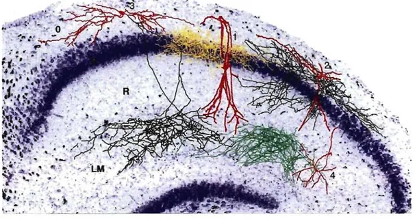 Figure 8.  Exemple  de  la  diversité  morphologique  des  interneurones  de  la  région  CAl