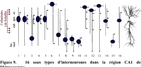 Figure 9.  16  sous  types  d'interneurones  dans  la  région  CAl  de 