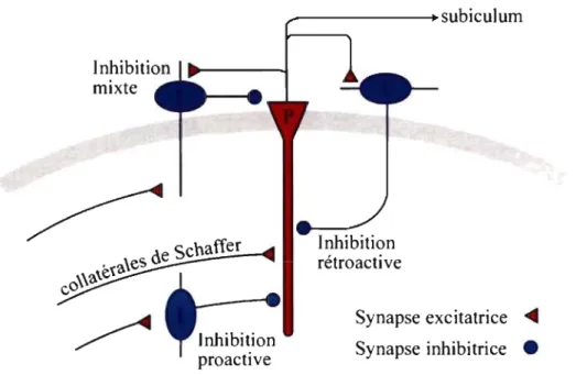 Figure 10.  Différents mécanismes d'inhibition 