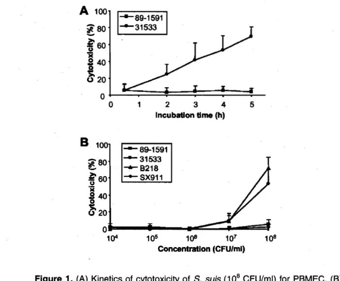 Figure  1.  (A)  Kinetics  of cytotoxicity of  S.  suis  (10 8  CFU/ml)  for  PBMEC.  (B)  Effect  of  S