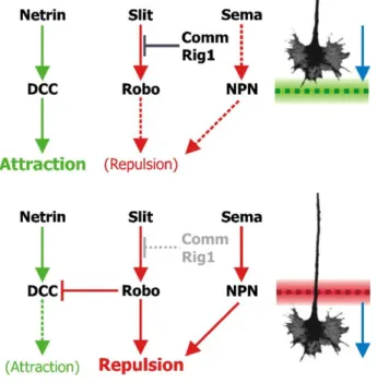 Fig. 4. Left-hand side: growth cones of longitudinal axons expressing Robo (red) are repelled by a gradient of Slit (yellow shading) produced at the midline (dashed)