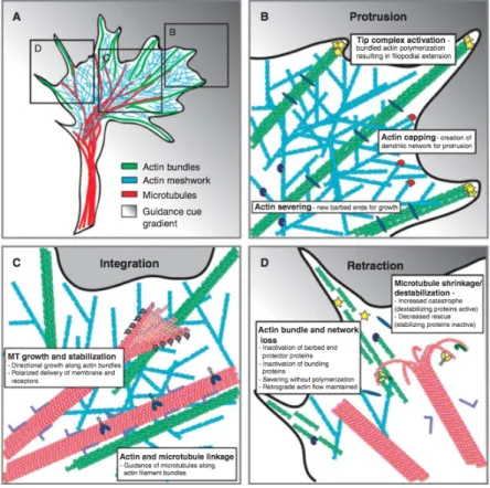 Figure 1.12: Model of cytoskeletal reorganization during growth cone turning due to an attractive guidance  cue