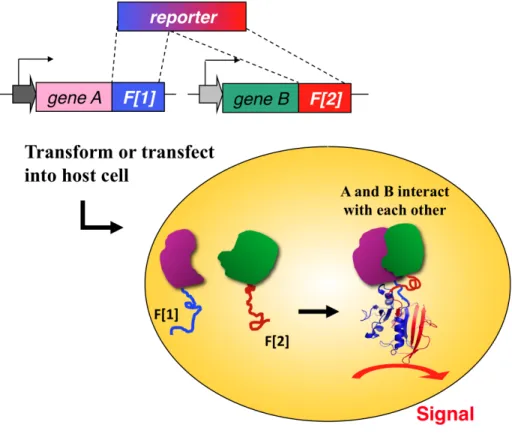 Figure	
  2.	
  Protein-­‐fragment	
  Complementation	
  Assays	
  (PCA).	
  Fragments	
  of	
  a	
  reporter	
   gene	
  are	
  fused	
  downsteam	
  of	
  the	
  genes	
  of	
  interest	
  and	
  expressed	
  in	
  a	
  host	
  cell.	
  	
  The	
   interaction	
   between	
   the	
   two	
   proteins	
   of	
   interest	
   brings	
   the	
   unfolded	
   reporter-­‐ protein	
  fragments	
  into	
  proximity	
  allowing	
  them	
  to	
  fold	
  and	
  restore	
  the	
  activity	
  of	
  the	
   reporter	
  protein.	
  	
  The	
  signal	
  detected	
  depends	
  on	
  the	
  nature	
  of	
  the	
  reporter	
  protein.	
  	
  	
   	
  