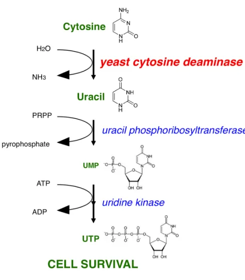 Figure	
  3.	
  Pyrimidine	
  Salvage	
  Pathway	
  in	
  S.	
  cerevisiae.	
  	
  In	
  a	
  yeast	
  strain	
  where	
  a	
  gene	
   of	
  the	
  pyrimidine	
  de	
  novo	
  pathway	
  is	
  disrupted,	
  the	
  cell	
  cannot	
  produce	
  uridine	
  5’-­‐ triphosphate	
   (UTP).	
   	
   In	
   order	
   to	
   survive,	
   cells	
   must	
   use	
   the	
   pyrimidine	
   salvage	
   pathway	
  to	
  convert	
  cytosine	
  to	
  UTP.	
  The	
  yeast	
  cytosine	
  deaminase	
  enzyme	
  converts	
   cytosine	
   to	
   uracil.	
   	
   Uracil	
   is	
   converted	
   to	
   uridine	
   5’-­‐monophosphate	
   (UMP)	
   by	
   the	
   uracil	
   phosphoribosyltransferase	
   and	
   the	
   uridine	
   kinase	
   phosphorylates	
   UMP	
   to	
   UTP.	
  	
  