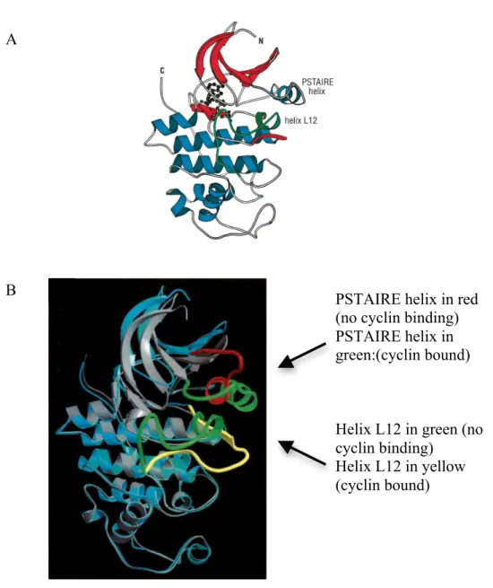 Figure	
  6.	
  	
  Structural	
  feature	
  of	
  Cdk2.	
  A)	
  Like	
  all	
  protein	
  kinases,	
  Cdk2	
  has	
  a	
  small	
  N-­‐ terminal	
  lobe	
  formed	
  by	
  beta-­‐strands	
  (red)	
  and	
  a	
  large	
  C-­‐terminal	
  lobe	
  composed	
  of	
   alpha	
  helices	
  (blue).	
  	
  ATP,	
  shown	
  in	
  stick	
  representation,	
  binds	
  to	
  Cdk2	
  between	
  the	
   small	
   and	
   large	
   lobe.	
   	
   The	
   two	
   structural	
   elements	
   that	
   undergo	
   a	
   major	
   conformational	
  change	
  upon	
  cyclin	
  binding	
  are	
  the	
  PSTAIRE	
  and	
  L12	
  helices	
  in	
  green	
   (Morgan	
   2007).	
   B)	
   Superposition	
   of	
   the	
   structure	
   of	
   Cdk2	
   without	
   cyclin	
   binding	
   (grey)	
  and	
  with	
  cyclin	
  binding	
  (blue)	
  (Jeffrey,	
  Russo	
  et	
  al.	
  1995).	
  	
  	
  