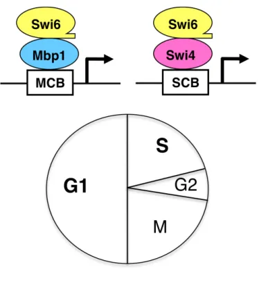 Figure	
   7.	
   MBF	
   and	
   SBF	
   transcription	
   factors.	
   MBF	
   (Swi6:Mbp1)	
   	
   and	
   SBF	
   (Swi6:Swi4)	
   complexes	
   share	
   the	
   common	
   Swi6	
   transcriptional	
   activating	
   subunit	
   and	
   regulate	
   the	
   transition	
   of	
   G1-­‐to-­‐S	
   phase	
   of	
   the	
   cell	
   cycle	
   by	
   activating	
   the	
   expression	
  of	
  genes	
  involved	
  in	
  DNA	
  replication,	
  budding	
  and	
  membrane	
  biogenesis.	
  	
   MBF	
  and	
  SBF	
  respectively	
  bind	
  to	
  MluI	
  cell-­‐cycle	
  box	
  (MCB)	
  and	
  Swi4/6-­‐dependent	
   cell-­‐cycle	
  box	
  (SCB)	
  in	
  the	
  promoter	
  regions	
  of	
  their	
  target	
  genes.	
  	
  	
  