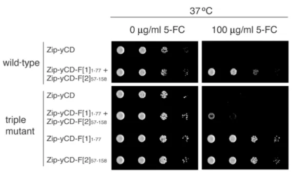 Figure	
  3.	
  	
  Activity	
  of	
  yCD	
  PCA	
  with	
  the	
  thermostabilizing	
  triple	
  mutations	
  at	
  37	
   o C.	
  	
  