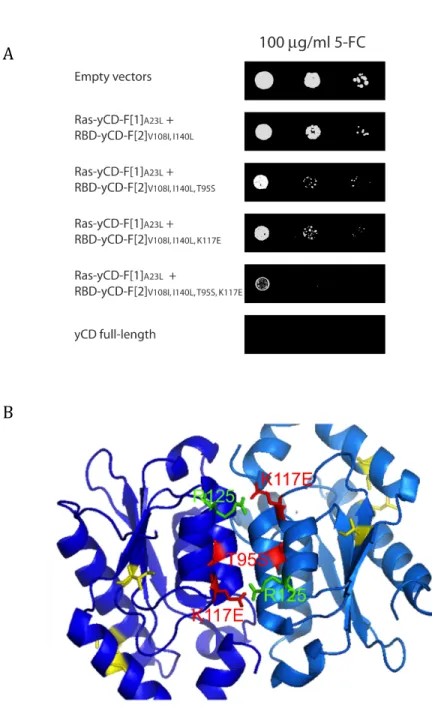 Figure	
  4.	
  Optimizing	
  yCD	
  PCA	
  activity.	
  	
  (A)	
  The	
  effect	
  of	
  different	
  mutations	
  on	
  the	
   activity	
  of	
  yCD	
  PCA	
  as	
  a	
  function	
  of	
  sensitivity	
  to	
  5-­‐FC	
  at	
  37	
   o C.	
  	
  Cells	
  expressing	
  Ras-­‐