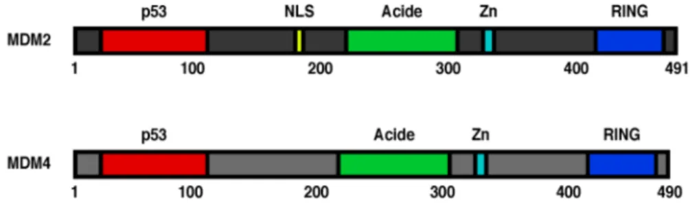 Figure  1.3  Représentation  schématique  des  principaux  domaines  protéiques  de  MDM2 et MDM4 humains
