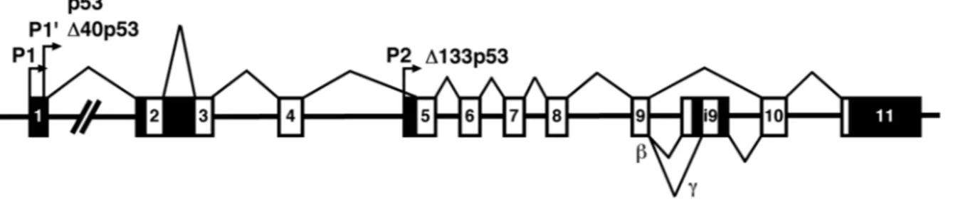 Figure 1.4 Représentation schématique du gène p53 humain. 