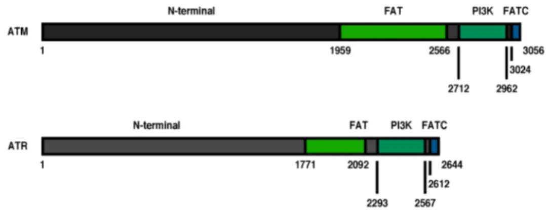 Figure  1.6  Représentation  schématique  des  différents  domaines  protéiques  des  kinases ATM et ATR