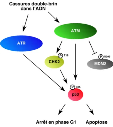 Figure 1.7 L’activation du point de contrôle G1/S par les kinases ATM et ATR.  