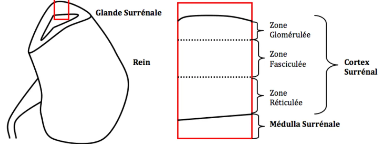 Figure 2 : La glande surrénale : lieu de la synthèse de l’Aldostérone [1] 