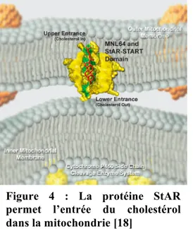 Figure  4  :  La  protéine  StAR  permet  l’entrée  du  cholestérol  dans la mitochondrie [18] 