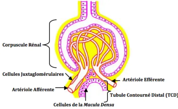 Figure  6  :  L’appareil  juxtaglomérulaire  est  composé  des  cellules  juxtaglomérulaires  et  des cellules de la Macula Densa [1] 