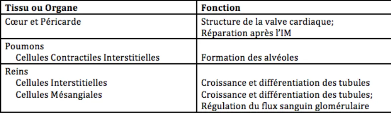 Tableau III : Les médiateurs solubles sécrétés par les myofibroblastes [120] 