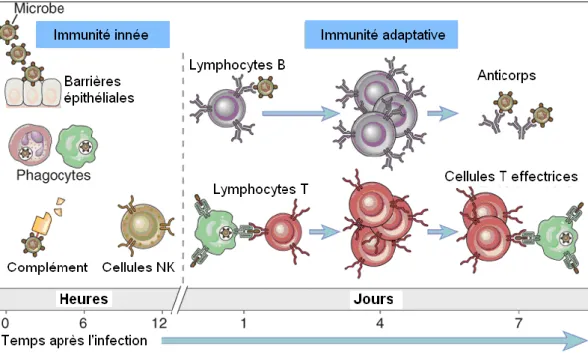 Figure  1.  L’immunité  innée  et  adaptative.  L’immunité  innée  représente  la  première  ligne  de  défense  contre  les  infections