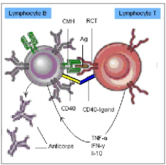 Figure  2.  Interaction  entre  un  lymphocyte  T  et  un  lymphocyte  B.  Le  lymphocyte  B  agit  à  titre  de  cellule  présentatrice  d’antigène  (CPA)  et  la   co-stimulation  est  obtenue  par  l’interaction  entre  le CD40  et  le  CD40-ligand