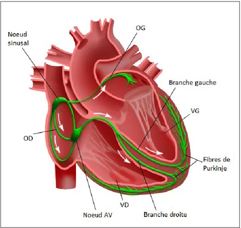 Figure  5.  Le  système  de  conduction  cardiaque.  AV :  auriculo-ventriculaire ;  OD :  oreillette  droite ;  OG :  oreillette  gauche ;  VD :  ventricule  droit ;  VG :  ventricule gauche