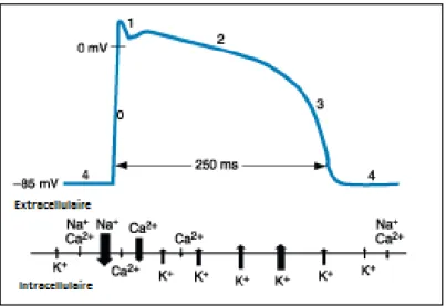 Figure  6.  Les  phases  du  potentiel  d’action  des  cardiomyocytes.    Ca2+ :  calcium ;  K+ :  potassium ;  Na+ :  sodium ;  ms  (msec) :  millisecondes ;  mV :  millivolts