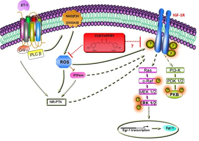 Figure 4.5 Schematic hypothetical model summarizing the potential interaction of  curcumin with ET-1 signaling pathways in VSMC