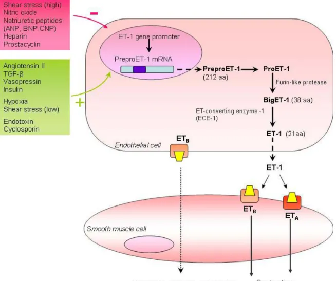 Figure 1.2 Factors regulating ET-1 synthesis, pathway of ET-1 generation and ET receptor- receptor-mediated actions on smooth muscle cells