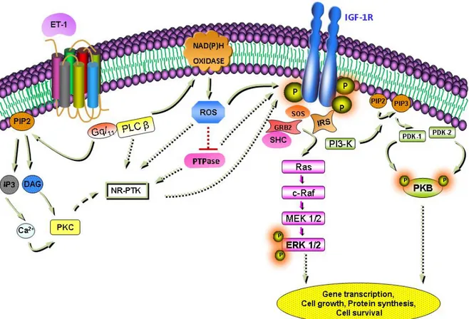 Figure 1.3 Schematic model showing the activation of ERK1/2 and PI3-K/PKB signaling  pathways through IGF-1R phosphorylation by ET-1 in VSMC