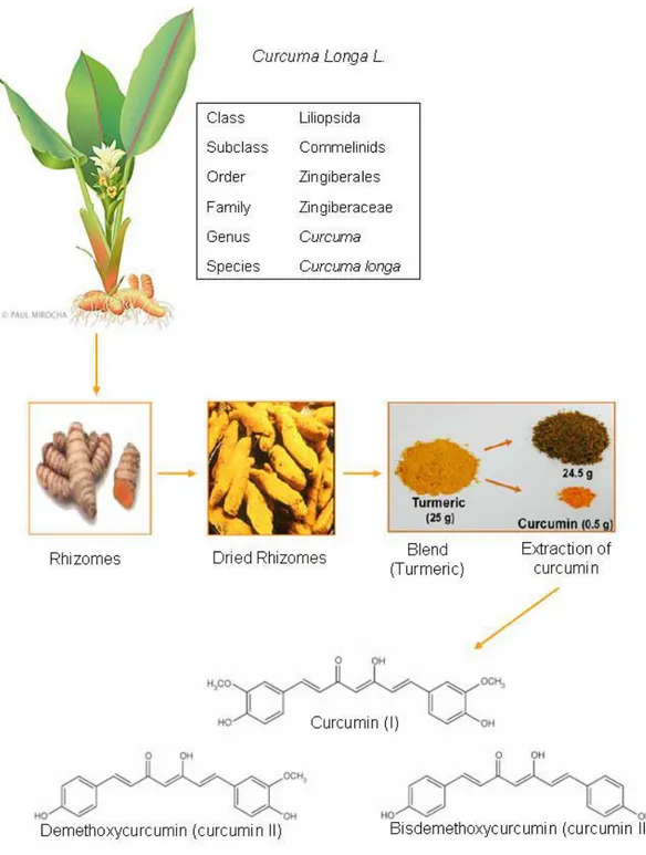 Figure 1.4 Taxonomic position of Curcuma Longa Linn and isolation, extraction and  structure of parent curcuminoids