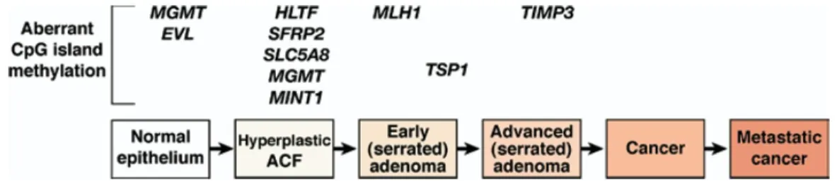 Figure 3.3. Schéma des mutations associées à la progression des cancers colorectaux  de type CIMP