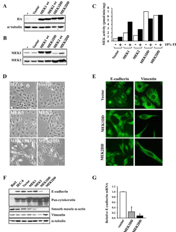 Figure 4.1 Expression of activated MEK1 or MEK2 morphologically transforms  intestinal epithelial cells
