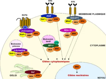 Figure 1.3. Schéma des différentes protéines associées à la localisation cytoplasmique  de MEK/ERK1/2