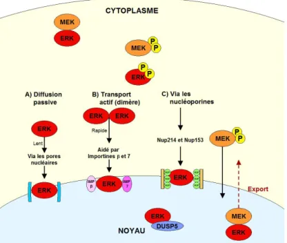 Figure 1.4. Schéma des mécanismes de transport de ERK1/2. A) Par diffusion passive. 