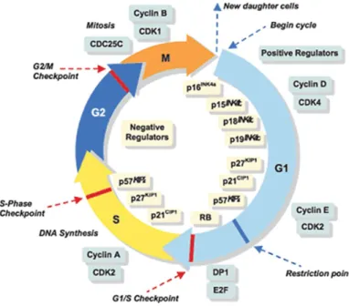 Figure 1.5. Schéma des phases du cycle cellulaire et de ces principaux régulateurs. 