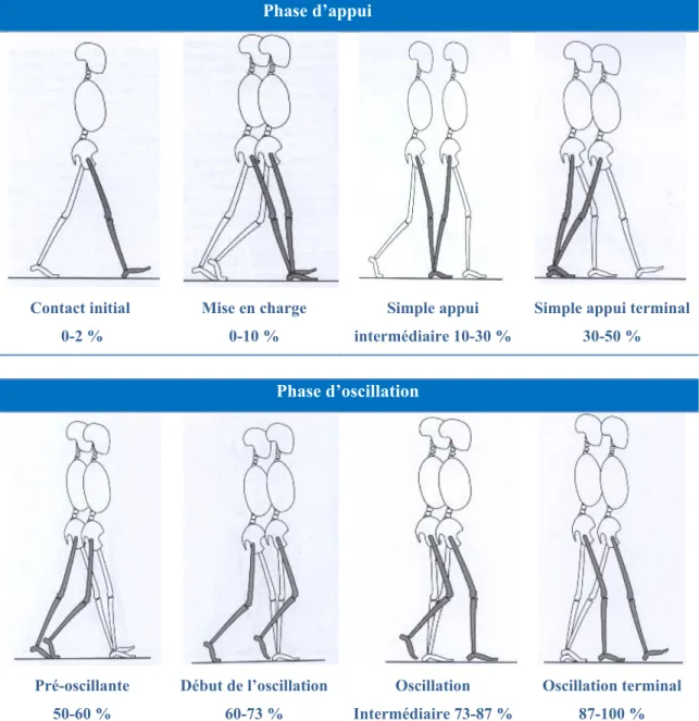 Figure 2. Phase d’appui et d’oscillation du cycle de marche. Tirée et traduite de Perry [12]