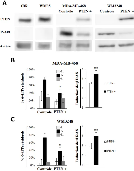 Figure 9. L’expression de PTEN dans des lignées SPR- et PTEN-.  A. Immunobuvardage 