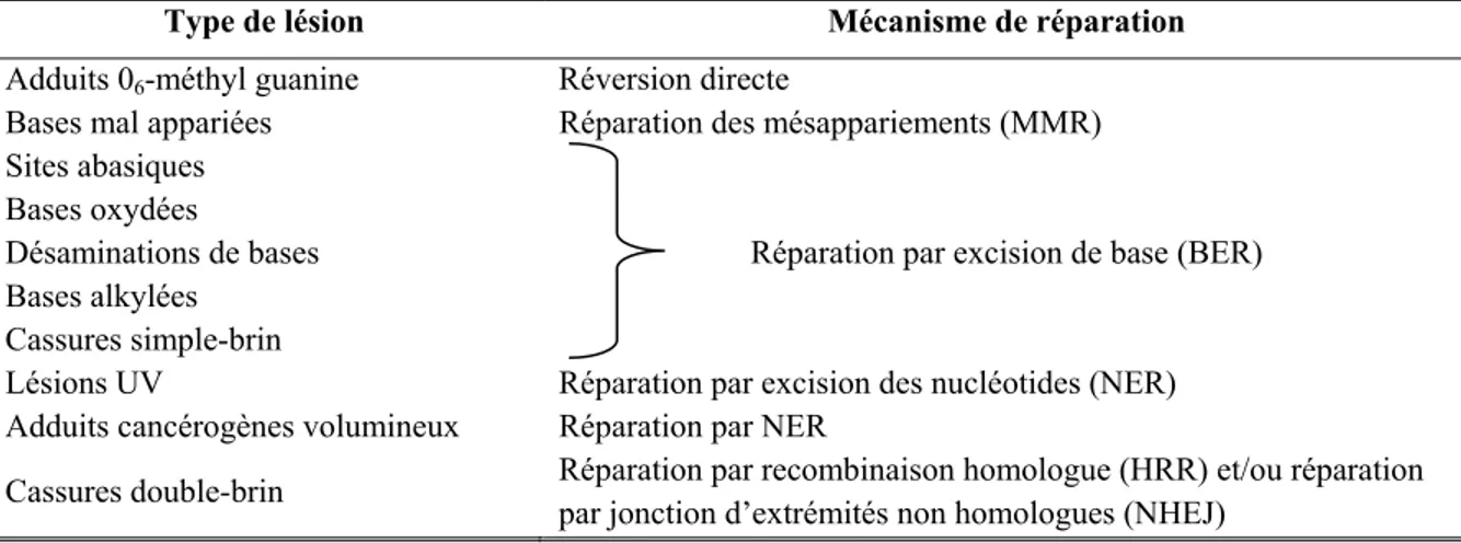 Tableau II : Les différents types de lésions de l’ADN et leurs mécanismes de réparation