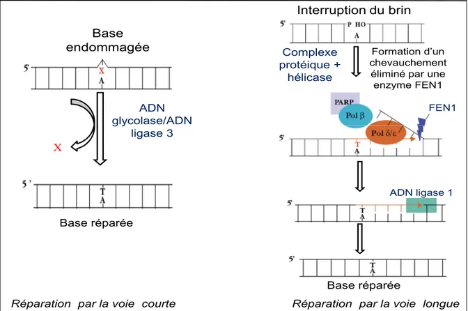 Figure 3 : Mécanisme de réparation du brin d’ADN par excision de base (BER). Source modifiée : 